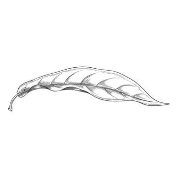 Lucuma tree leaf falling vector engraved sketch, essential herb, medicinal aroma Stock Illustration