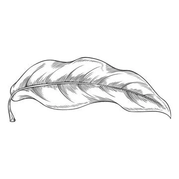 Lucuma tree leaf falling vector sketch, engraved hand drawn essential herb Stock Illustration