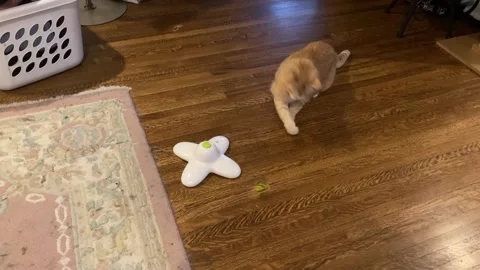 Lucy and toy Stock-Footage 171335762