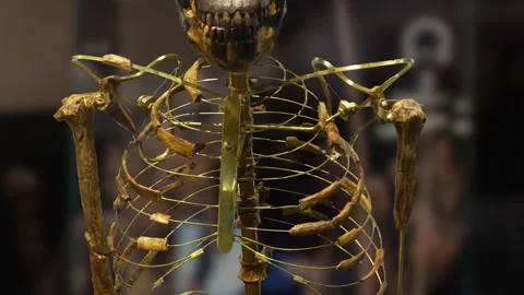 Lucy (Australopithecus afarensis) 库存影片 270293531