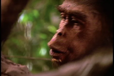 Lucy eats live termites from stick she just extracted from termite mound. Stockbeeldmateriaal 86752539