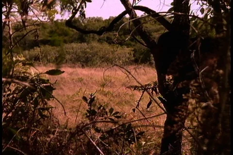 Lucy re-creation Stockbeeldmateriaal 86752453