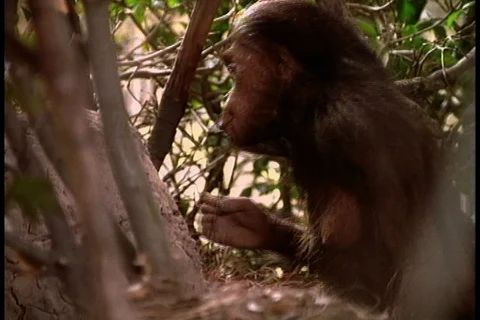 Lucy re-creation Stockbeeldmateriaal 86752527