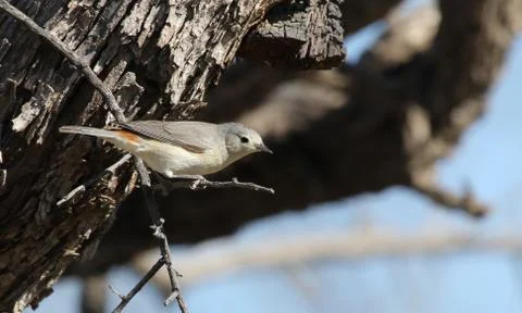 Lucy's Warbler Stock Photos