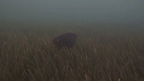 Luderick fish feeding Stock Footage 229744756