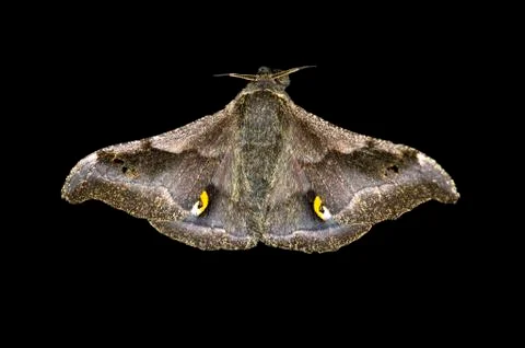 Ludia moth species Ludia delegorguei Oromia Region Ethiopia Africa Stock Photos