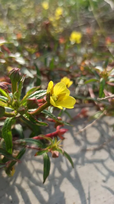 Ludwigia Flower in Bloom Video stock 318540878