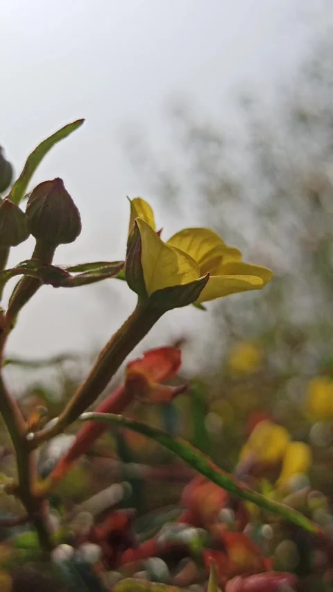 Ludwigia Flower in Bloom Stock Footage 318540916