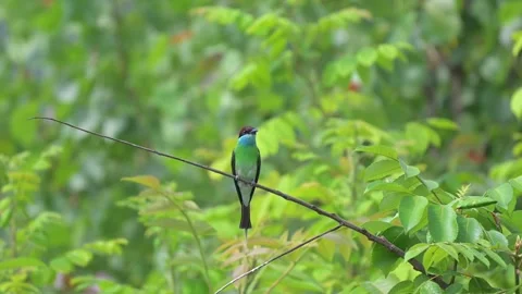 Lue-throated Bee-eater Watching for Prey from Branch Stock-Footage 342578627