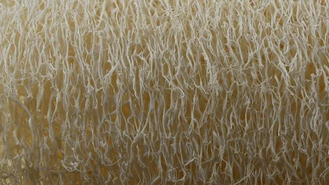 Lufah texture. lufah is use for body scrub. Stock Footage 100195214
