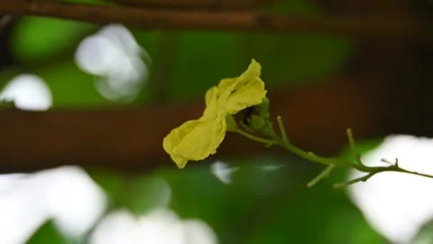 Luffa acutangula flower. Stock Footage 344727102