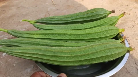 Luffa acutangula. Stock Footage 237383968