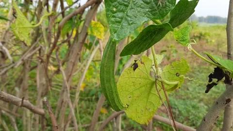 Luffa acutangula vegetable. Stock Footage 162757902