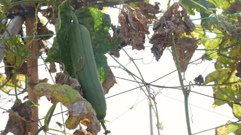 Luffa cylindrica fruit is surrounded by drying leaves with visible stems and Stock Footage 328233076