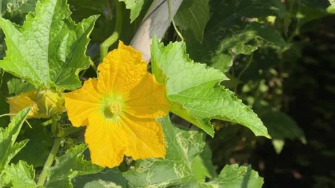 A luffa flower appears among thick green leaves growing on a bamboo trellis stru Stock Footage 338000699