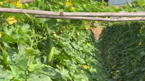 A luffa fruit develops among climbing shoots supported by a bamboo trellis acros Stock Footage 339258218