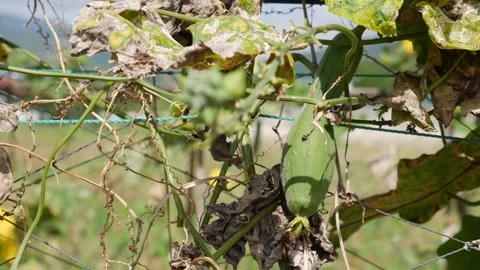 Luffa fruit hangs beside drying leaves as tangled vines and visible support Video stock 327793594