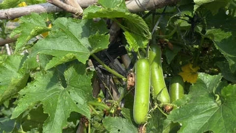 A luffa fruit hangs from a climbing stem attached to a trellis within a Stock Footage 335759543