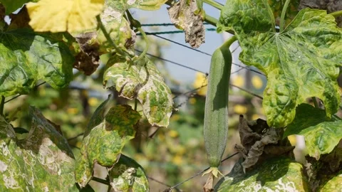 Luffa fruit is visible through dense leaves as intertwined vines form a layered Stock Footage 327375820