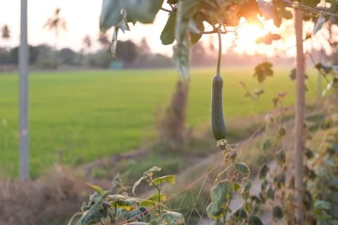 Luffa organic in contryside Stock Photos