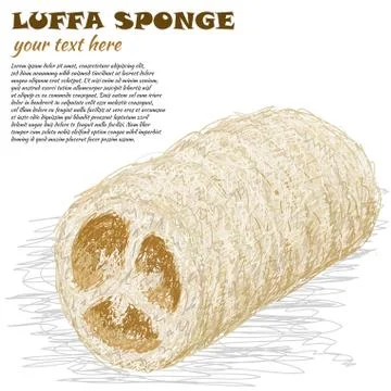 Luffa sponge Stock Illustration