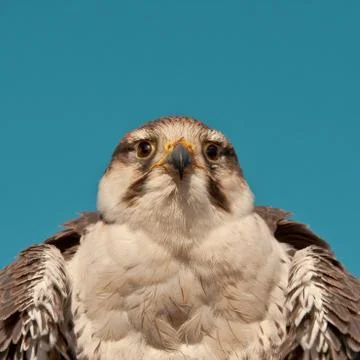 Lugger Falcon Stock Photos