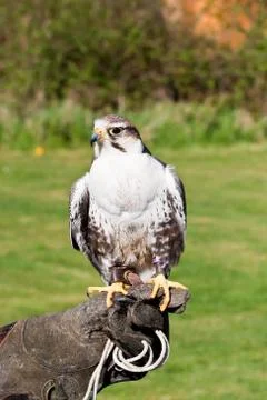 Lugger falcon Stock Photos