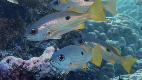 Lujanus snappers close shot Stock Footage 323445433
