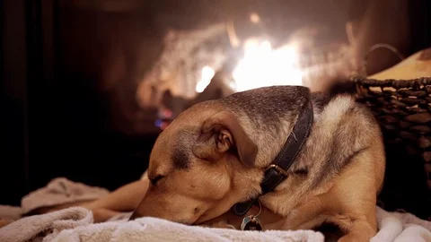 Luke Snooze Stock Footage 107690848