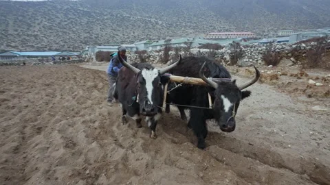 LUKLA, NEPAL - CIRCA, 2021: Two yaks and peasant plowing soil on highland field Stock Footage 167535457