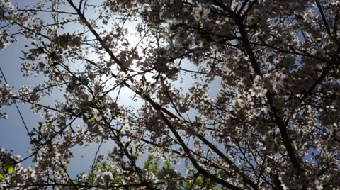 Lukla Nepal The sun shining through the blooming cherry blossoms near remote Mt Vídeo Stock 45208473