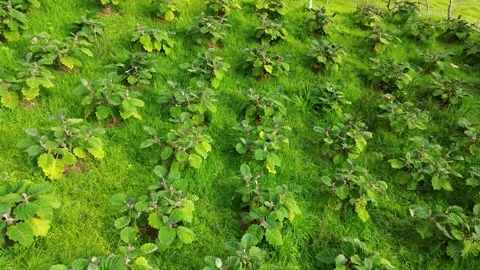 Lulo plantation seen from above, Rows of Solanum quitoense plants, Lulo farm Stock Footage 315193961