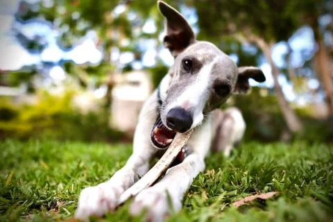 Lulu chewing a bone Stock Photos