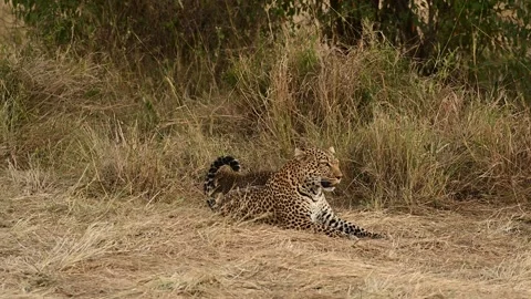 Luluka Leopard and her cub, Masai Mara Stock Footage 320722158