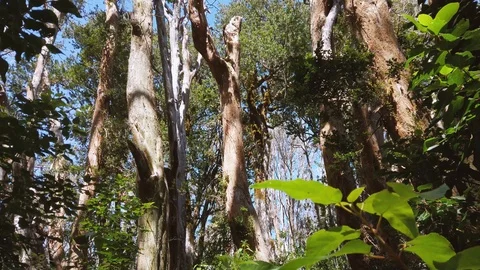 Luma apiculata or Arrayan red in the Arrayanes Forest National Park, Patagoni Stock Footage 126842843