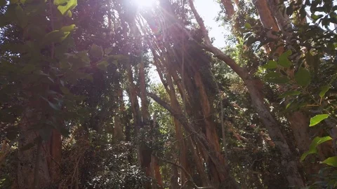 Luma apiculata or Arrayan red in the Arrayanes Forest National Park, Patagoni Stock Footage 126843184
