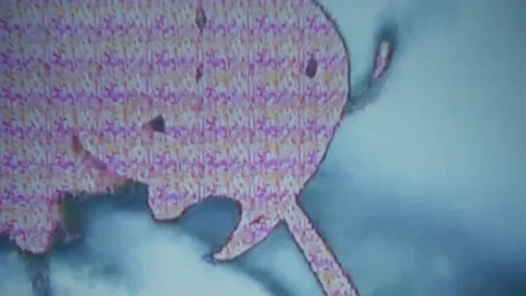 Luma key ant Stock Footage 223177816