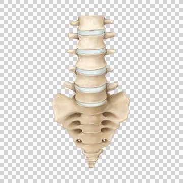 Lumbar ant Stock Illustration