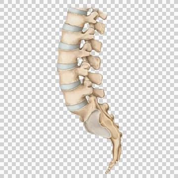 Lumbar lat Stock Illustration