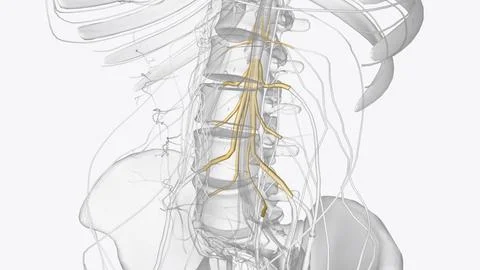 The lumbar plexus in the human arises from T12, L1, L2, L3, and L4 spinal n.. Illustrazione stock