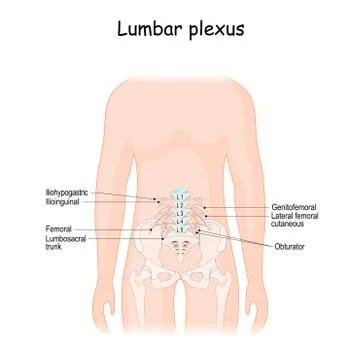 Lumbar plexus Stock Illustration