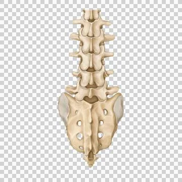 Lumbar post Stock Illustration