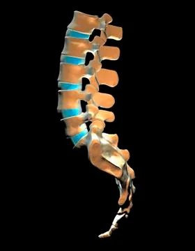 Lumbar spine and sacrum, computer artwork Stock Illustration