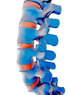 Lumbar spine, computer artwork Stock Illustration