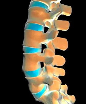 Lumbar spine, computer artwork Stock Illustration
