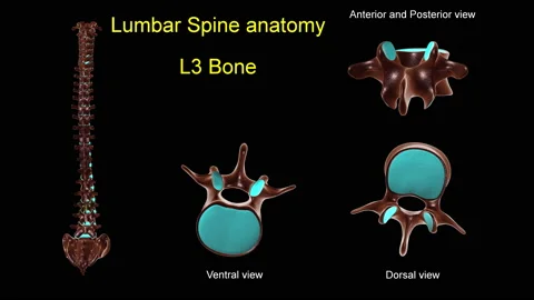 Lumbar spine L 3 bone anatomy for medica... | Stock Video | Pond5