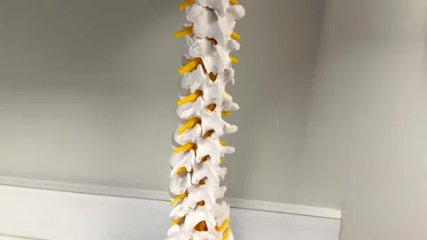 Lumbar spine model made by the Boston Scientific Corporation - pedestal down 스톡 동영상 334267787