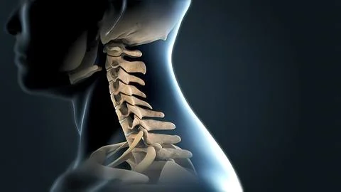 Lumbar Spine With Nerves Stock Illustration