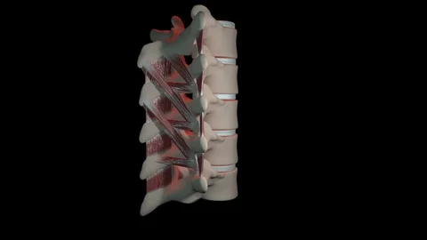 Lumbar Spine Segment Stock Footage 122430065