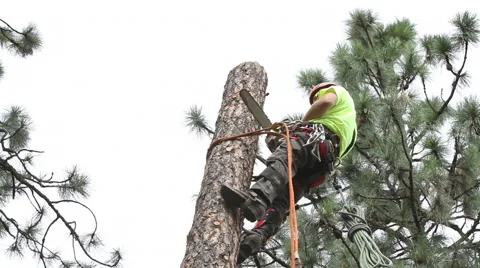 Lumbejack cutting rounds 35 ft Stock Footage 65168981
